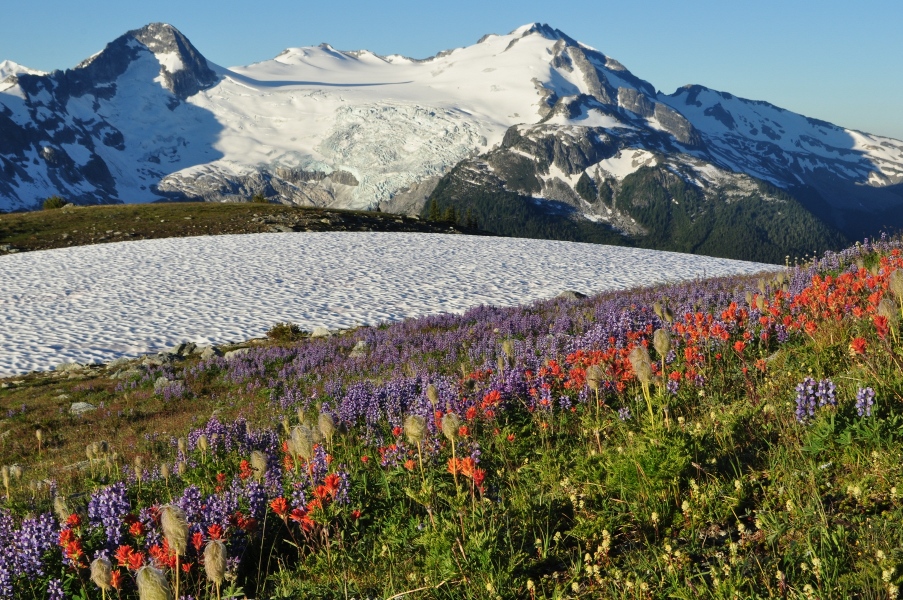 Alpine wildflowers add colour to the view of the Cheakamus glacier