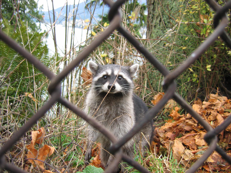 Raccoon behind bars