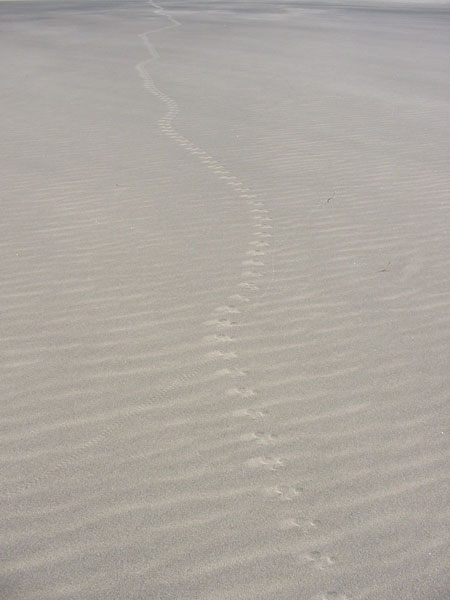 Lizard tracks at Eureka Dunes, Death Valley NP, CA